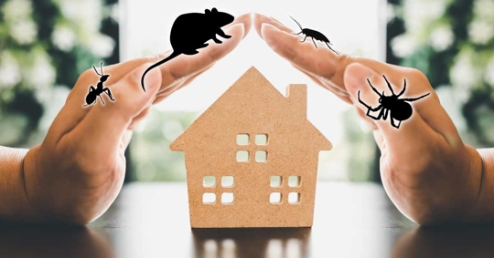 representation of various pests invading a home
