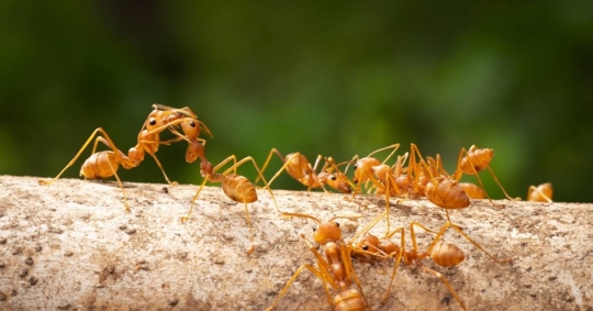 Close up of a group of fire ants
