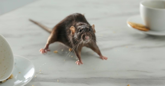 Rat near Dishes on the Table