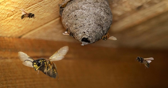wasps flying around their nests