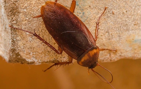 Close up of a cockroach