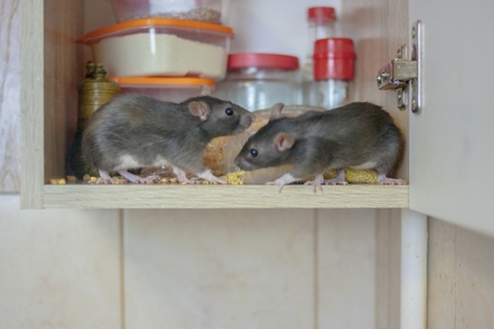 Rodents in a pantry