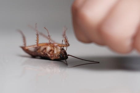 Cockroaches upside down on the floor.