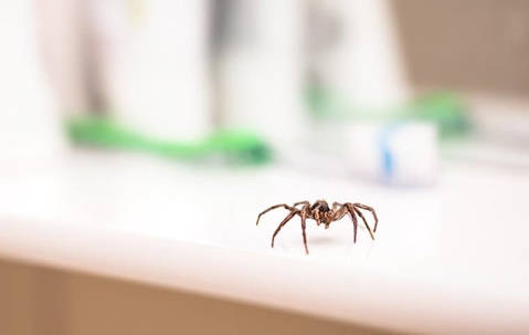 spider crawling on a counter