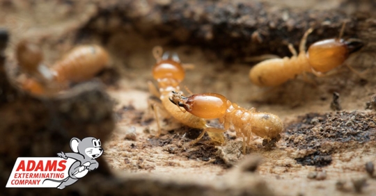 Close-up photo of termite
