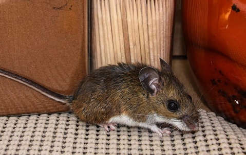 mouse on a patterned white and black surface