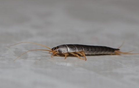 Silverfish In Allen: What Every Resident Should Know