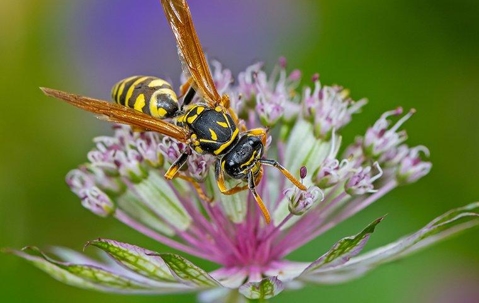 wasp on a purple flower