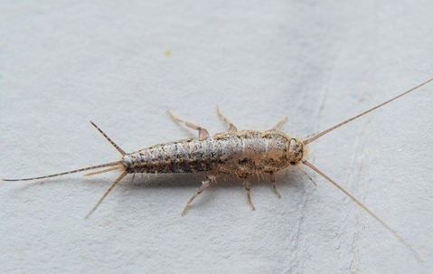 Silverfish on a white surface