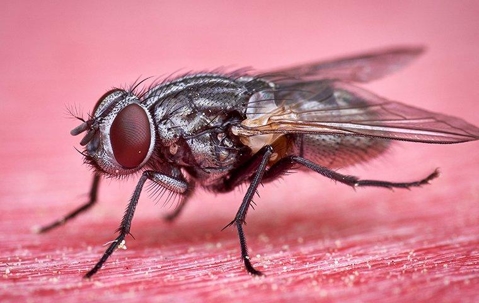 Cluster Fly on a kitchen surface.
