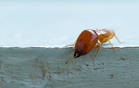 termite climbing on wood panel