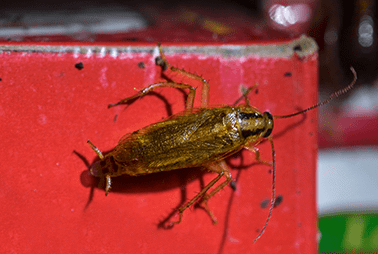 German Cockroach climbing a red surface