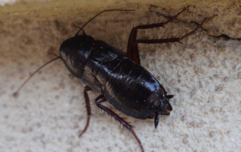 Oriental cockroach crawling on a wall.