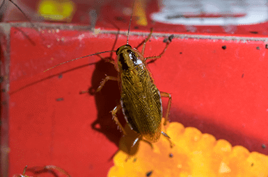 Cockroach climbing a red box