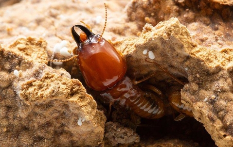 Termite emerging from its nest.