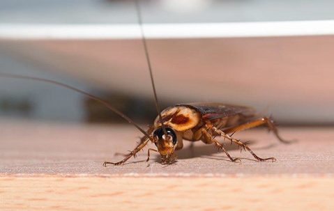 American Cockroach crawling on a counter.