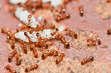 fire ants