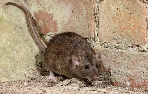 brown mouse sitting in the corner of a brick wall