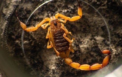 Scorpion sitting on a dark rocks