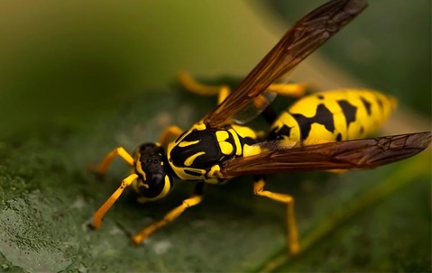 Wasp on a wet leaf.
