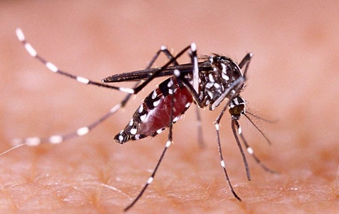 Mosquito biting a persons skin