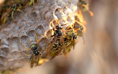 Wasps swarming on their nest.