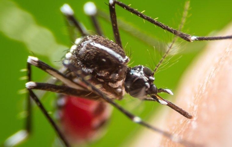 Mosquito drinking blood from someone's skin.