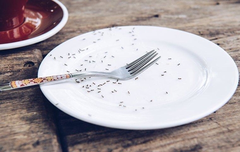 ants on plate