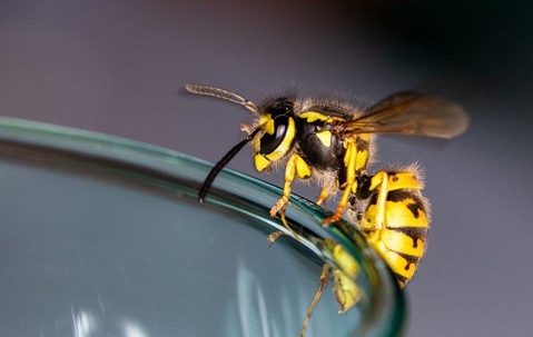 Wasp Sitting on the Side of a Blue Glass
