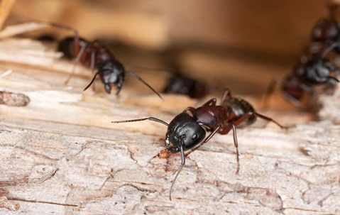 carpenter ants on a piece of wood