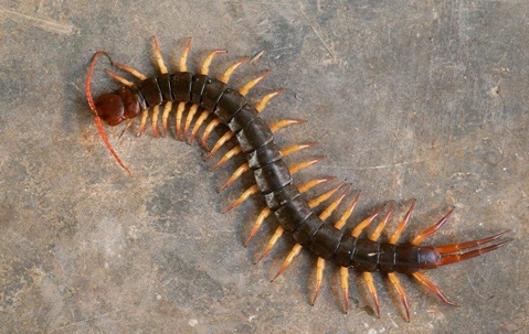 centipede found in basement