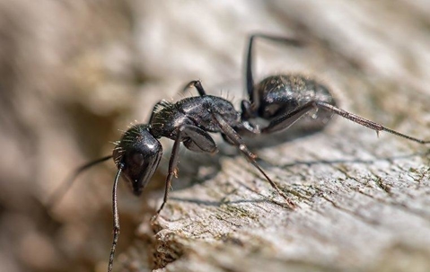 zoomed in ant on a log
