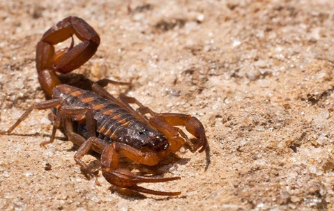 scorpion