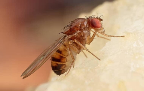 Fruit flies infesting food.