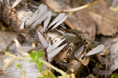 termites with wings on a log