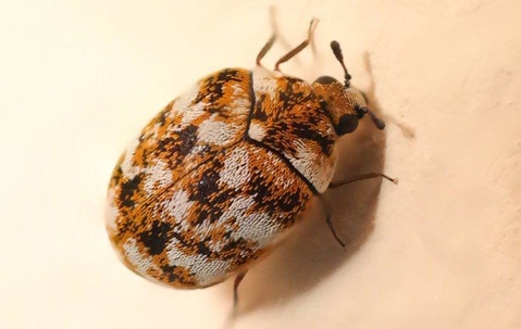 up close image of a carpet beetle crawling up a wall