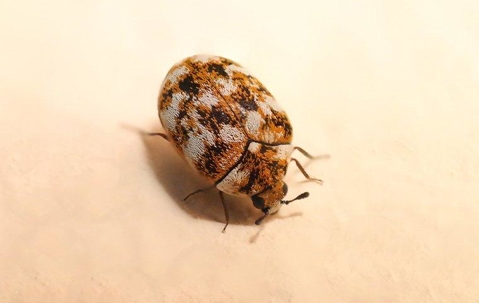 Carpet Beetle crawling on a light surface.