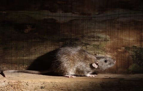 brown mouse on a piece of wood in a dark space