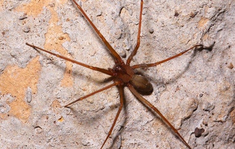 Brown Recluse Spider on brown rock