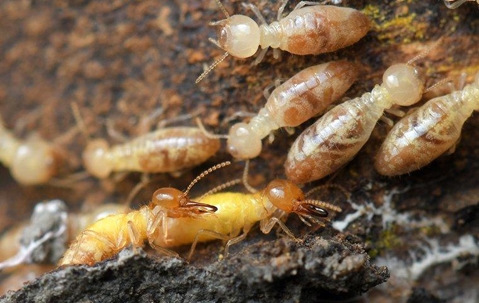group of termites on wood