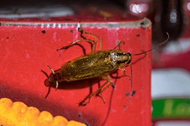 cockroach climbing a red pole