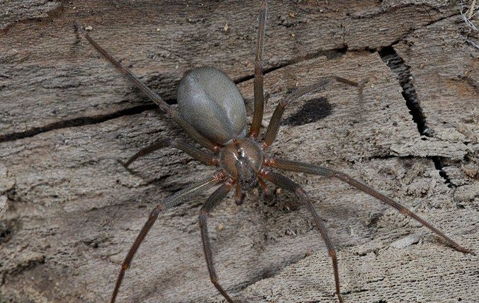 spider on a piece of wood