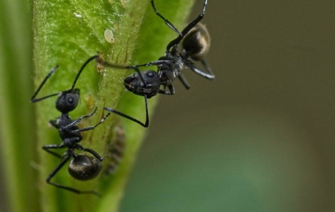 Odorous House Ants on a plant.