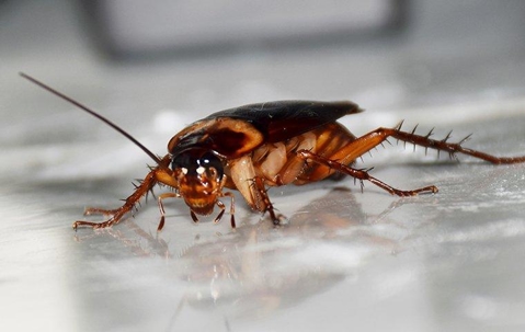 Cockroach on a white floor