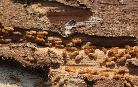 Termite infested wood.