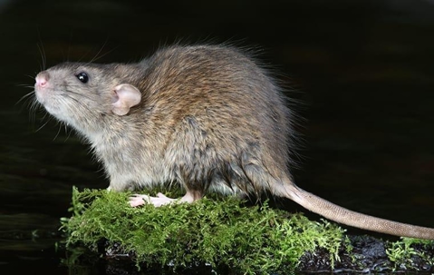 Norway Rat outdoors.