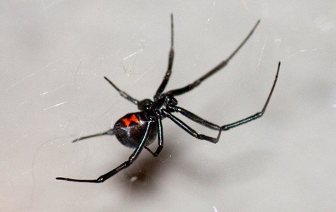 black widow spider on a web