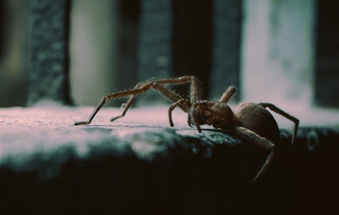 dark spider on a dark concrete ledge