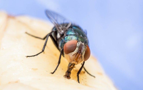 fly eating plant