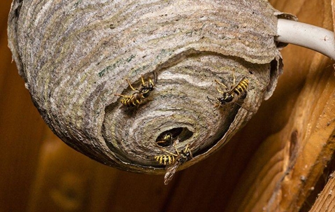wasp hive with three wasps on the outside